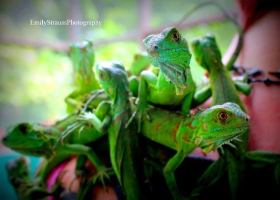 Green Iguana Conservation Project